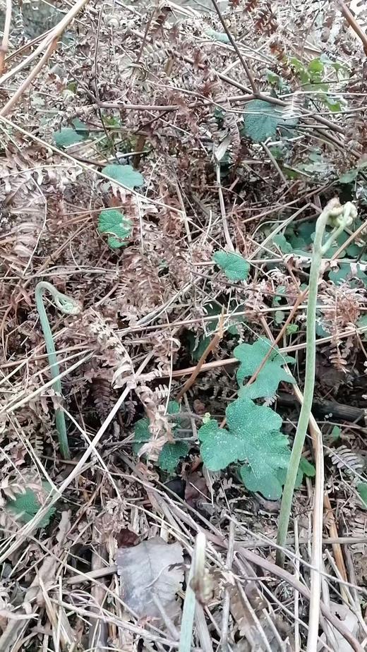 蕨菜，1斤
​ 商品图1