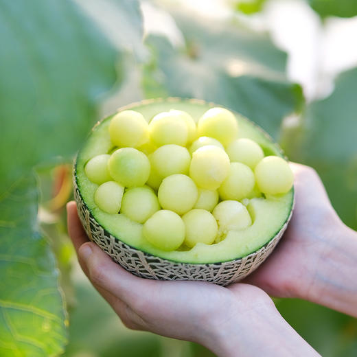 海南牛三蜜瓜2粒礼盒装(5斤左右) 商品图1