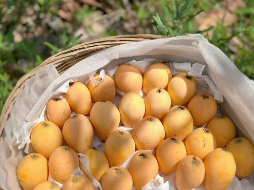 云南高山枇杷来了！高糖老树果～ 商品图7