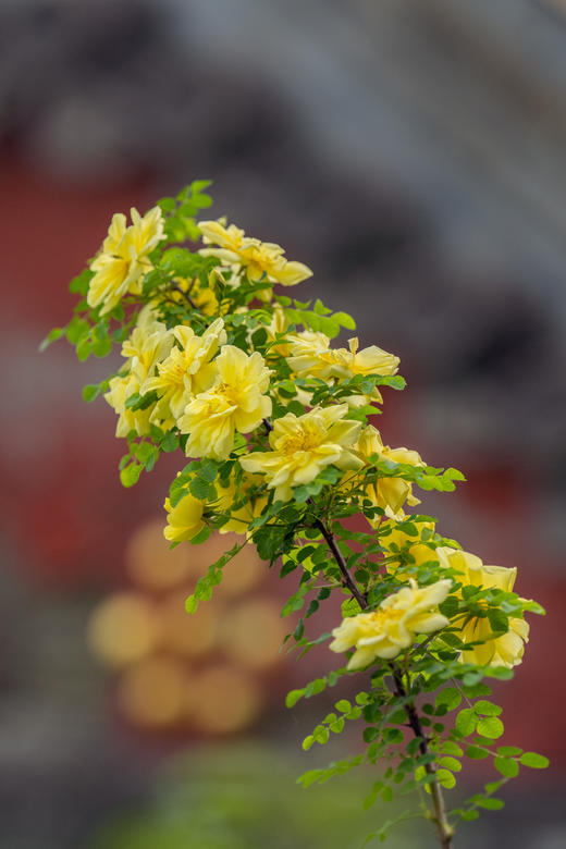 京韵春花・雄安新貌：北京颐和园・故宫・长城居庸关 “开往春天的列车・雄安春色8天摄影团 商品图5