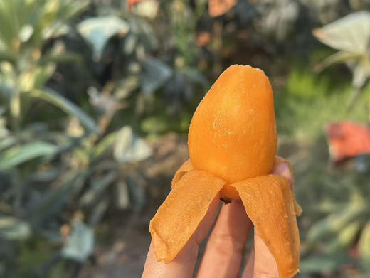 云南高山枇杷来了！高糖老树果～ 商品图0