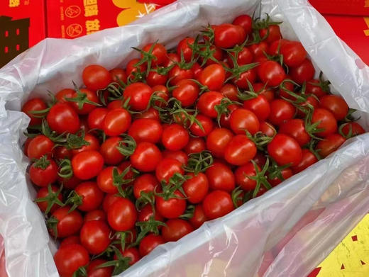 釜山88小番茄🍅一款自带减肥瘦身功效的健康水果，皮薄肉嫩，狂野浓郁的番茄气息，入口爆汁 商品图2