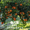 仙人湾山泉橙 商品缩略图3