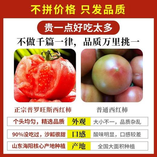普罗旺斯西红柿（发京东）#果肉绵密起沙，一咬就爆汁，不硬不柴、正宗品种，现摘现发 商品图4