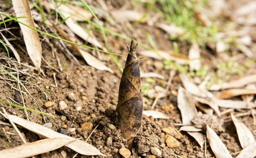 天目山春笋｜临安原产 头茬鲜笋 | 原生态 带露采挖 | 精修锁鲜 商品图1