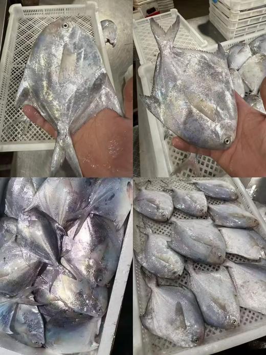 L''【今日必抢！！】 “新鲜上岸“纯野生白鲳鱼”，鱼肉像蒜瓣一样散开，鲜甜满分！新手必试（活冻） 商品图0