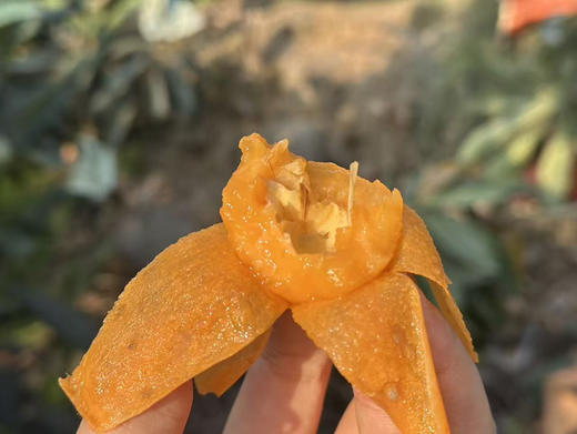 云南高山枇杷来了！高糖老树果～ 商品图1