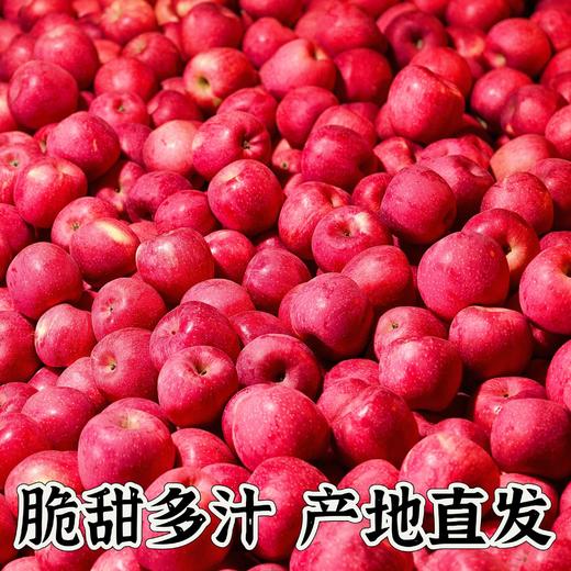 马栏红红苹果80-85cm 商品图2