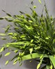 叶材 | 迷你小盼草 商品缩略图0