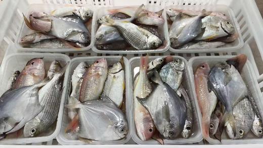 &当天到港新鲜海海杂鱼杂虾🦐性价比高，不同的品种，营养搭配更丰富👍【活冻】 商品图1