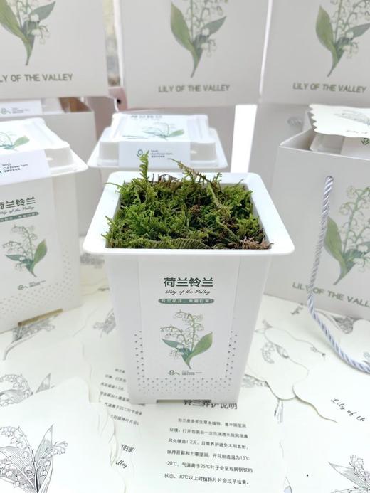 女神节专供小众铃兰花盆栽一盆三株 商品图7