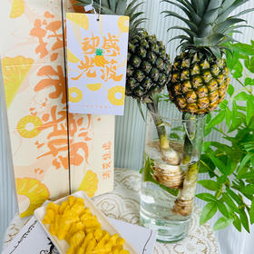 zc【一口消灭负能量】动感光菠 神湾菠萝 水培菠萝  2个彩箱装