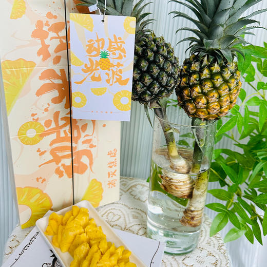 zc【一口消灭负能量】动感光菠 神湾菠萝 水培菠萝  2个彩箱装 商品图0