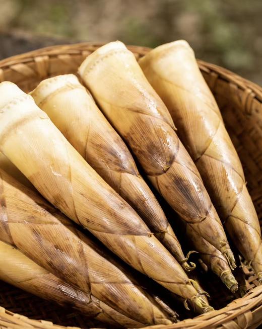 天目山春笋｜临安原产 头茬鲜笋 | 原生态 带露采挖 | 精修锁鲜 商品图2