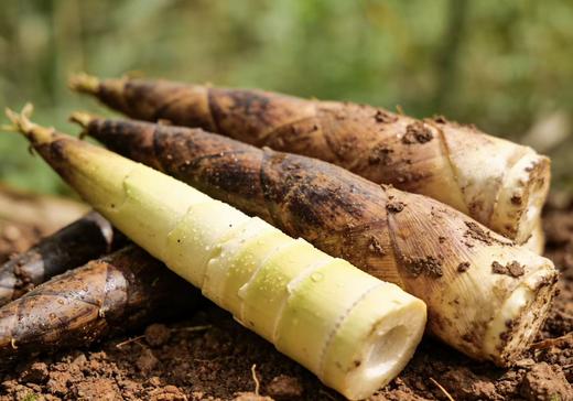 天目山春笋｜临安原产 头茬鲜笋 | 原生态 带露采挖 | 精修锁鲜 商品图4