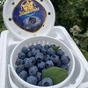 【顺丰空运】云南抚仙湖花腰锦程 F6脆甜蓝莓 新鲜果枝高山新鲜水果 - BHYJC 商品缩略图3