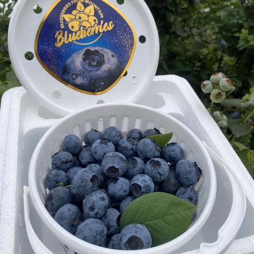 【顺丰空运】云南抚仙湖花腰锦程 F6脆甜蓝莓 新鲜果枝高山新鲜水果 - BHYJC 商品图3