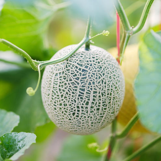 海南牛三蜜瓜2粒礼盒装(5斤左右) 商品图4