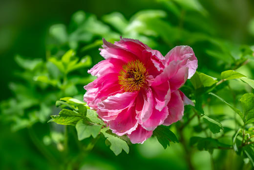 京韵春花・雄安新貌：北京颐和园・故宫・长城居庸关 “开往春天的列车・雄安春色8天摄影团 商品图1