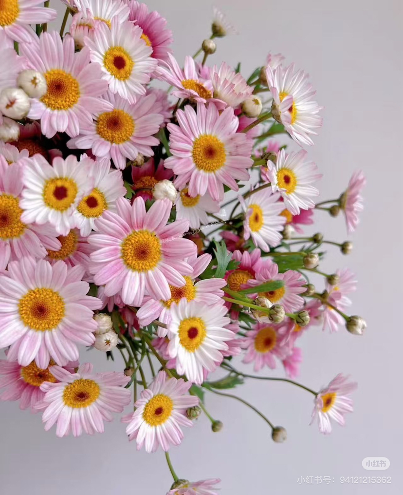 国产花材-【玛格丽特】粉色