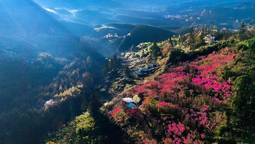 3.15前减200！4.1/4.2/4.5少位！2天1夜一价包【崇州·琉璃坝-熊猫科考&萤火虫季】 1大1小限时899元！探索大熊猫国家公园核心区、畅游萤火之森，住野奢帐篷，吃战斧牛排，酿桂花酒，挖笋 商品图5