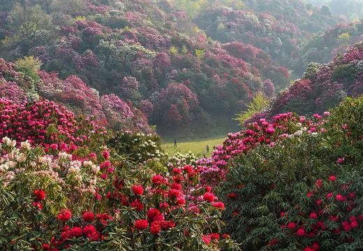 春假4.1-4.5【贵州5天4晚营】去看一年一度“百里杜鹃”盛放！探秘铜鼓荡石林、羊皮洞瀑布，寻龙洞探洞！花季限定、处处是取景框！秘境串联，节奏舒缓，亲子轻徒步，三晚连住不累妈！ 商品图1