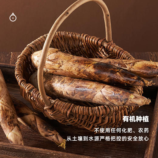 企鹅市集|浙江奉化 有机春笋雷笋 山林鲜美滋味 现挖现发 商品图1