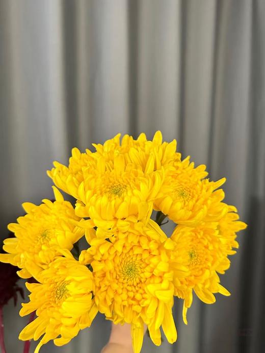 大黄菊10枝 商品图0