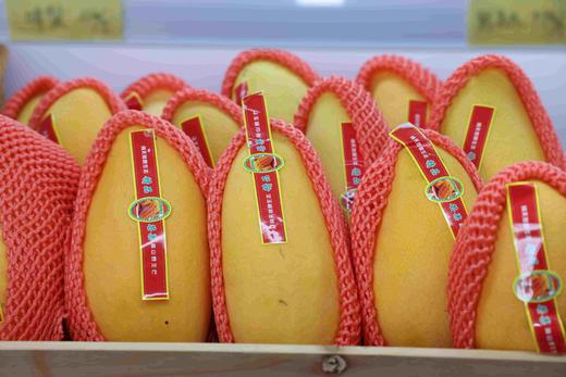 金煌芒 商品图0