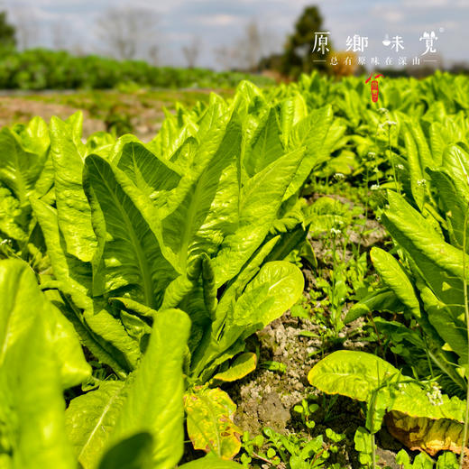 春季丰产生态蔬菜包（农场直发-顺丰包邮）| 白萝卜+莴笋+西芹+生菜+油麦菜+香菜5斤装，来自成都郫都区【原乡农场，自产自销】 商品图5