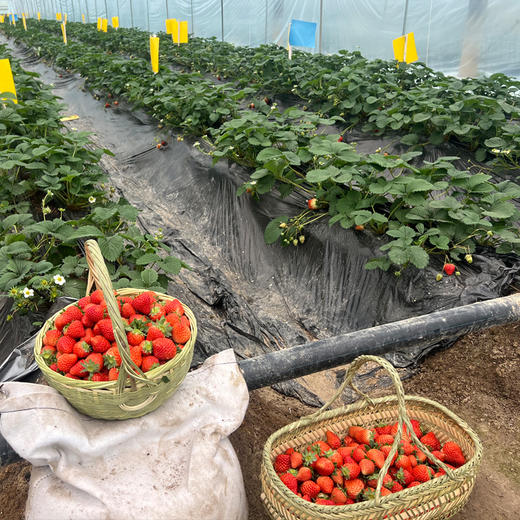 【产品成熟度高】基地直发 | 有机红颜草莓 | 浙江台州 商品图2