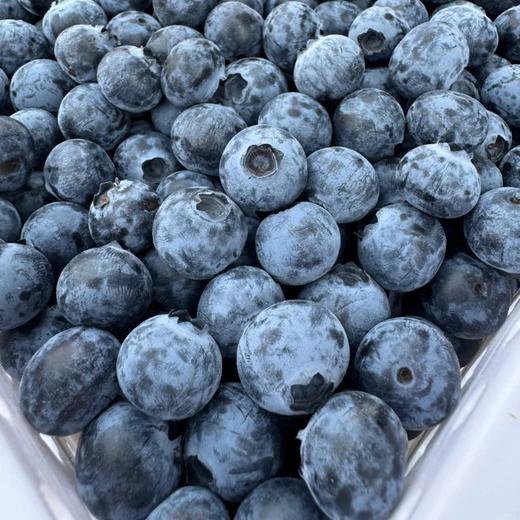 【顺丰空运】云南抚仙湖花腰锦程 F6脆甜蓝莓 新鲜果枝高山新鲜水果 - BHYJC 商品图1