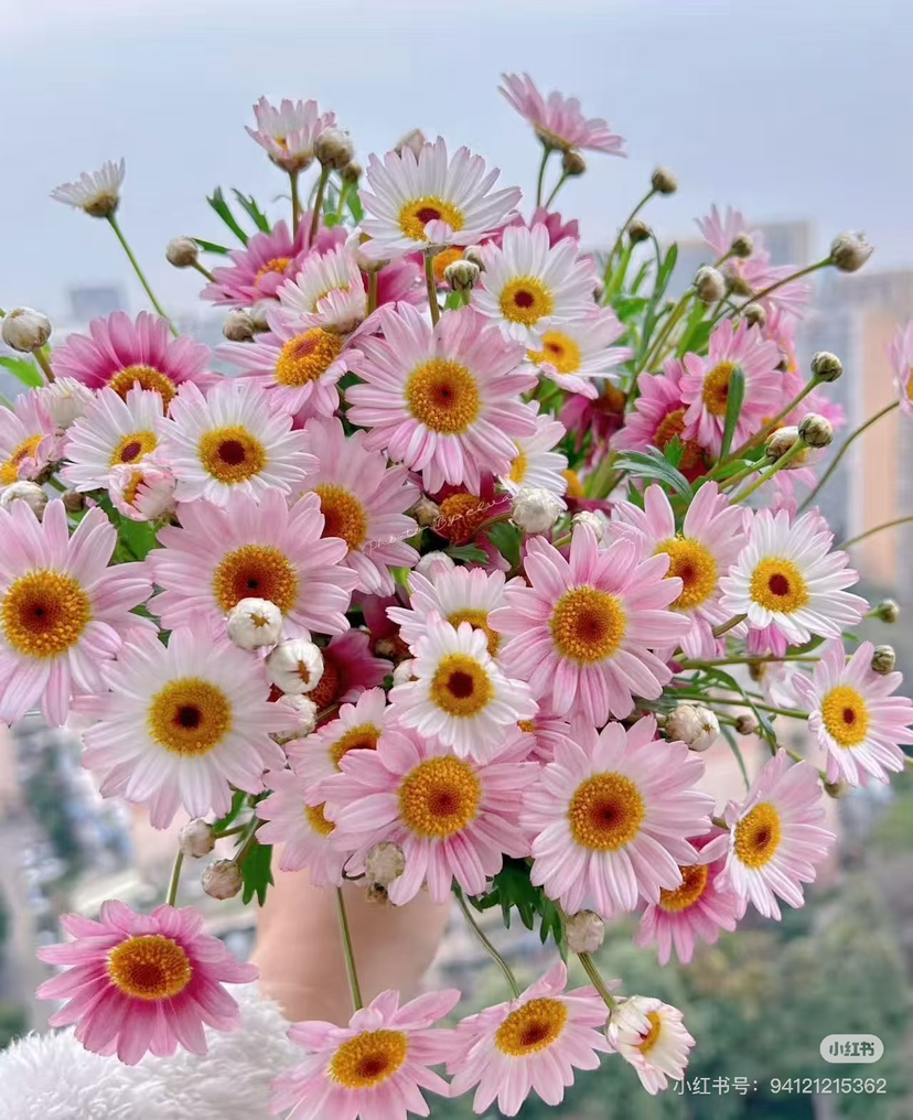 国产花材-【玛格丽特】粉色