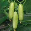 海阳乳黄瓜（脆玉3号） 商品缩略图0