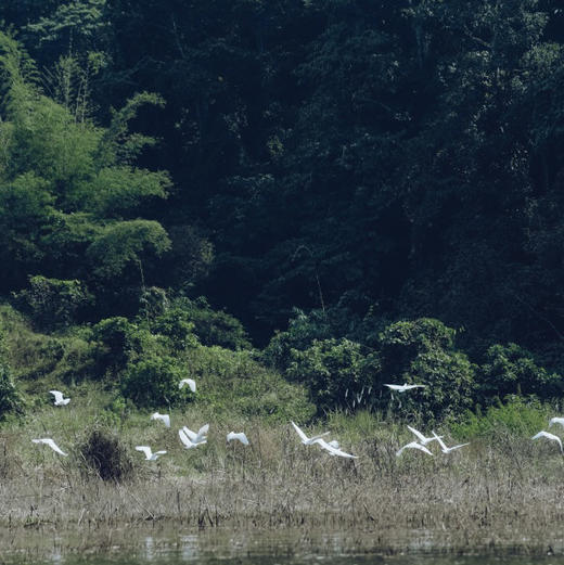 云南｜版纳5公里原始森林漂流1日体验，需自驾到达起始点，回宽老寨皮划艇穿越原始雨林、灌木群落，沿途野趣观鸟体验，漂流南腊河上游，解锁雨林生灵之美！亲子成人都适合，五一端午行程提前预定！ 商品图12