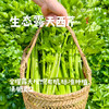 生态露天西芹【农场直发-顺丰包邮】| 3斤，5斤/箱，成都郫都区基地，【原乡农场，自产自销】 商品缩略图0