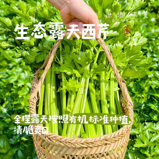 生态露天西芹【农场直发-顺丰包邮】| 3斤，5斤/箱，成都郫都区基地，【原乡农场，自产自销】 商品图0