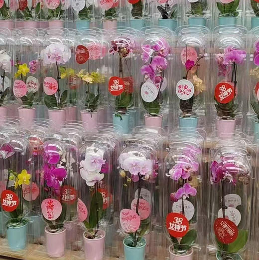 在这样一个冬季，第一株兰花不如就从蝴蝶兰入手吧，一起期盼来年春暖花开！蝴蝶兰喜欢温暖湿润、半阴半阳的环境。避免高温和强光直射，保持空气湿度和土壤湿润。颜色随机，两盆一组 商品图5