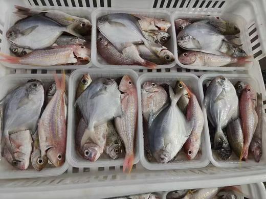 &当天到港新鲜海海杂鱼杂虾🦐性价比高，不同的品种，营养搭配更丰富👍【活冻】 商品图2