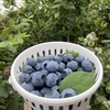 【顺丰空运】云南抚仙湖花腰锦程 F6脆甜蓝莓 新鲜果枝高山新鲜水果 - BHYJC 商品缩略图4
