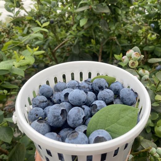 【顺丰空运】云南抚仙湖花腰锦程 F6脆甜蓝莓 新鲜果枝高山新鲜水果 - BHYJC 商品图4