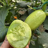 【基地直发】山东玉女小黄瓜，脆嫩多汁，自带清甜回甘，无涩腥，颠覆你对黄瓜的想象! 亦蔬亦果，解腻轻脂，净重3斤/4斤泡沫箱+网套 商品缩略图3