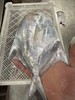 L''【今日必抢！！】 “新鲜上岸“纯野生白鲳鱼”，鱼肉像蒜瓣一样散开，鲜甜满分！新手必试（活冻） 商品缩略图1