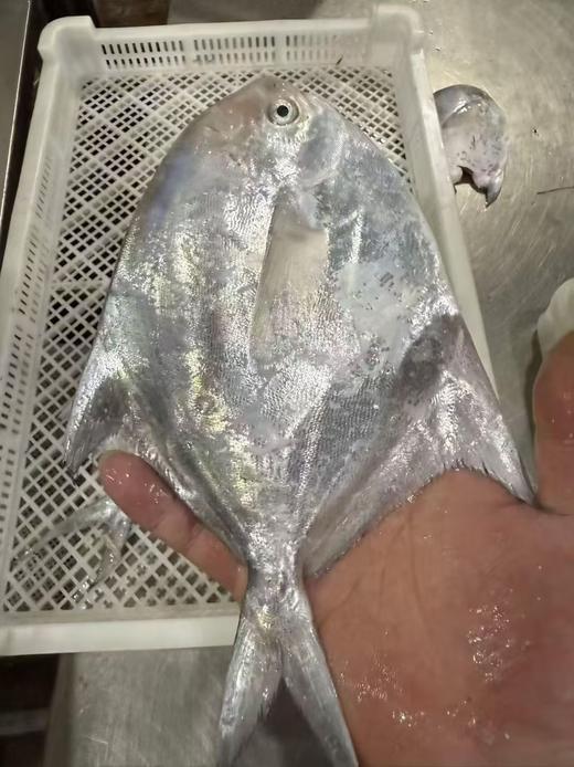 L''【今日必抢！！】 “新鲜上岸“纯野生白鲳鱼”，鱼肉像蒜瓣一样散开，鲜甜满分！新手必试（活冻） 商品图1