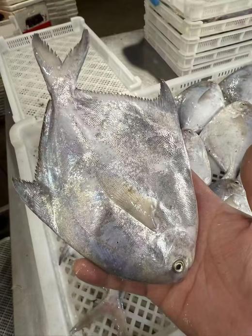 L''【今日必抢！！】 “新鲜上岸“纯野生白鲳鱼”，鱼肉像蒜瓣一样散开，鲜甜满分！新手必试（活冻） 商品图2