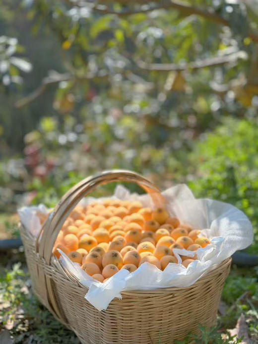 云南高山枇杷来了！高糖老树果～ 商品图6