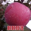 马栏红红苹果80-85cm 商品缩略图4