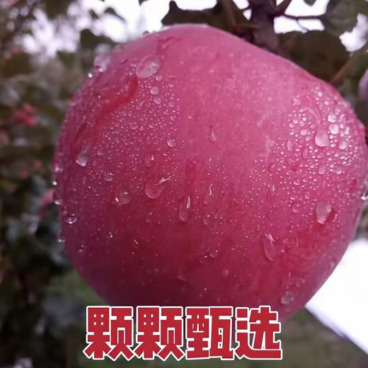 马栏红红苹果80-85cm 商品图4