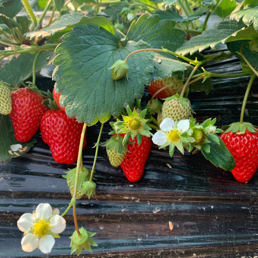 【产品成熟度高】基地直发 | 有机红颜草莓 | 浙江台州 商品图1