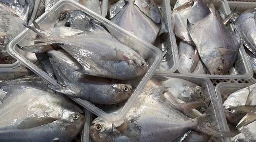L''【今日必抢！！】 “新鲜上岸“纯野生白鲳鱼”，鱼肉像蒜瓣一样散开，鲜甜满分！新手必试（活冻） 商品图3